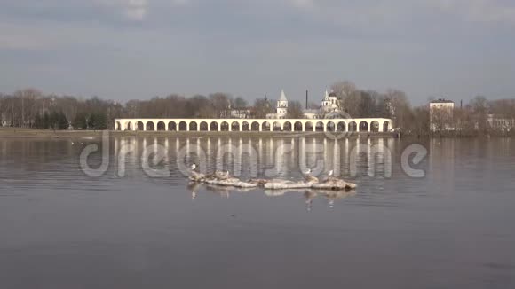 海鸥浮冰四月天俄罗斯诺夫哥罗德春天视频的预览图