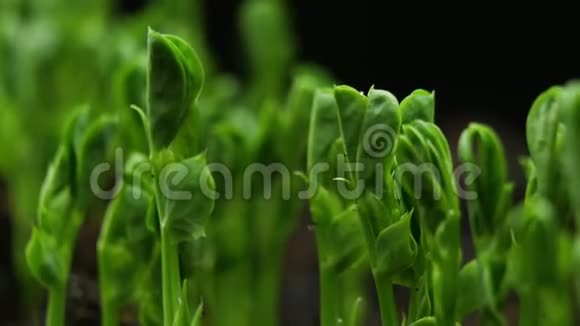 春分期生长植物温室农业发芽新生豌豆视频的预览图