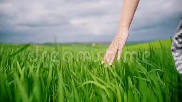 女人的手触摸绿草的田野视频的预览图