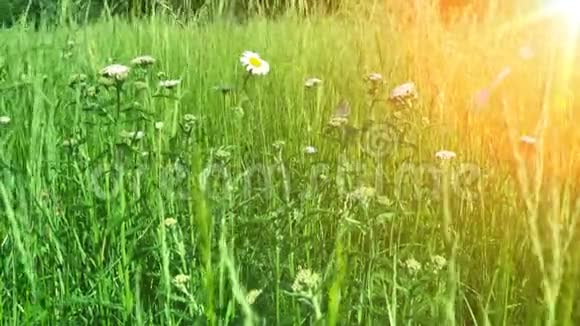 美丽的草地盛开的花朵和草药视频的预览图