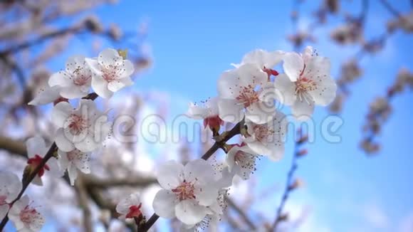 自然界中树上的桃花视频的预览图
