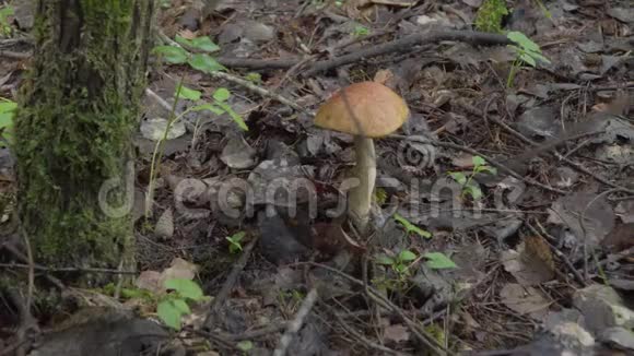 秋天在森林里采蘑菇女人用刀割白桦蘑菇视频的预览图