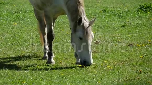 白马在草地上凝望视频的预览图
