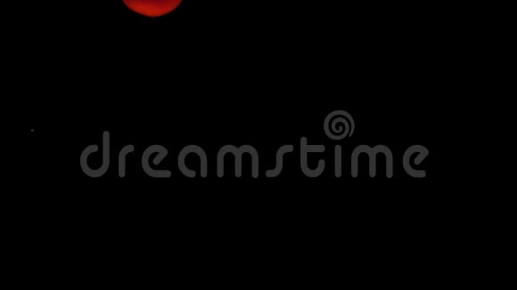 樱桃番茄的两个枝条在黑色的背景下落入透明的水中视频的预览图