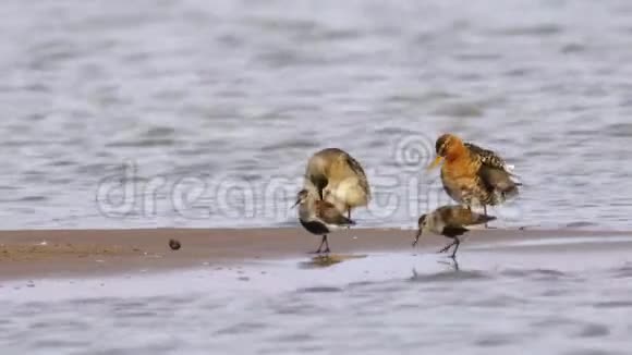 鸟类在浅水中行走寻找食物和进食的双尾神鸟视频的预览图