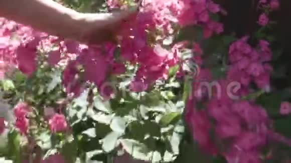 触摸美丽的花朵视频的预览图