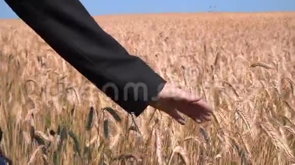 秋天女孩用手在田里熟透的麦穗上奔跑视频的预览图