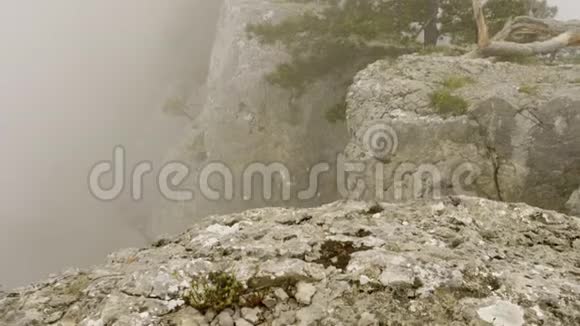 雾中悬崖边孤绿针叶树的自然景观视频的预览图