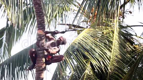 人蹲着舔棕榈树的树干试图击倒视频的预览图