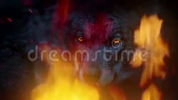 狼在火灾中环顾四周视频的预览图