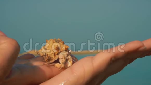 把螃蟹藏在手心里视频的预览图