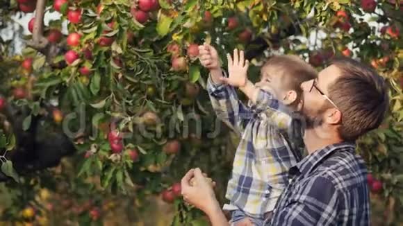 小男孩帮助父亲在苹果园收获视频的预览图