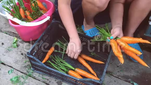 女人做一束胡萝卜视频的预览图