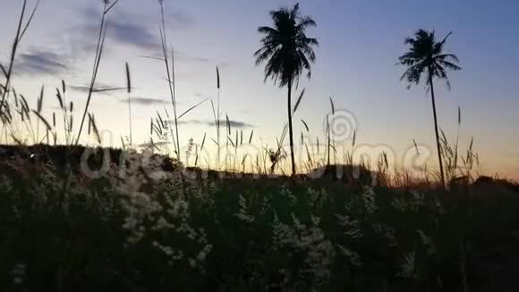 草花在傍晚随风摇曳视频的预览图
