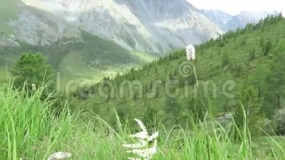 山峦背景上的花田风摇野草江流盛夏山地夏季景观视频的预览图