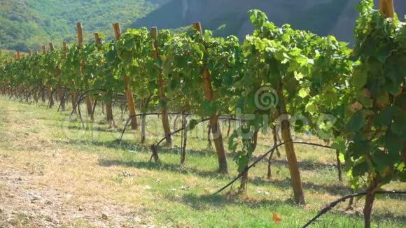 乡村有成熟葡萄的葡萄园视频的预览图