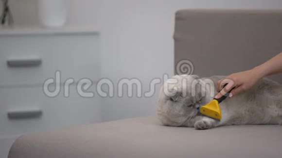 手梳猫与特殊脱毛工具宠物护理在蜕皮季节视频的预览图