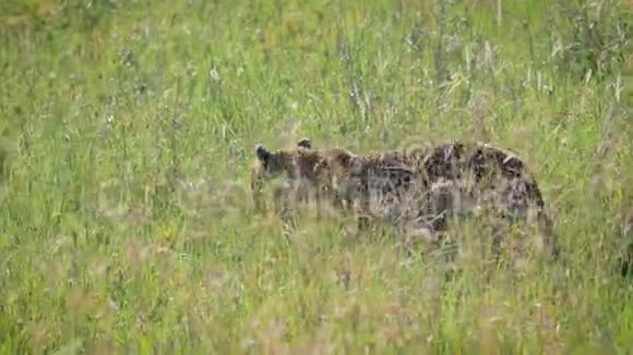 野生非洲豹走在大草原的高草中视频的预览图