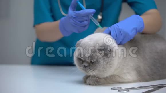 注射猫接种狂犬病疫苗预防白血病视频的预览图
