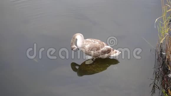 湖泊生活一只小天鹅在休息视频的预览图