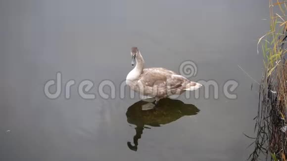 湖泊生活一只小天鹅在休息视频的预览图