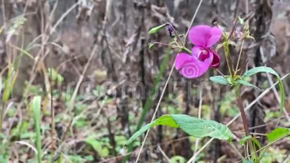 冬林中紫粉色的娇嫩野花视频的预览图