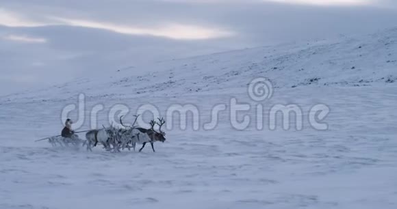 美丽的景色一群驯鹿在雪地里飞快地奔跑一个人坐在雪橇上视频的预览图