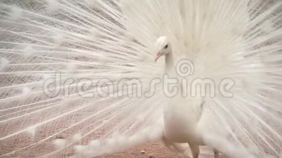 白孔雀非常漂亮地张开了羽毛视频的预览图