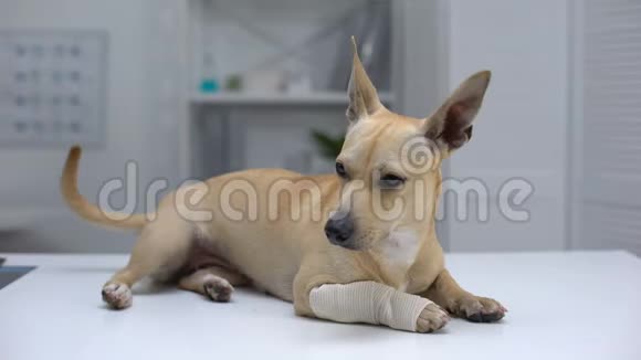 受伤的狗裹着爪子躺在动物诊所的桌子上宠物急救视频的预览图