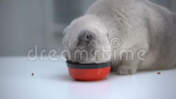 在成年家猫中苏格兰人可以尽情享受碗中的食物视频的预览图