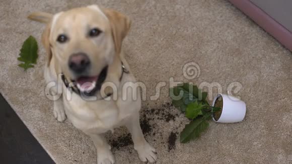 不守纪律的流浪狗坐在破碎的盆栽植物旁边看镜头视频的预览图