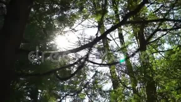 晴天松绿林背景在镜头里闪耀视频的预览图
