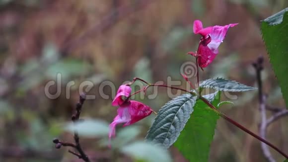 冬林中紫粉色的娇嫩野花视频的预览图