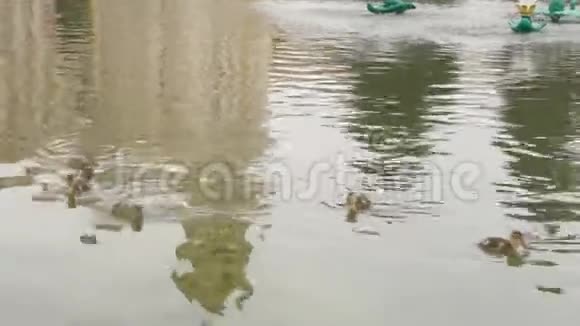 夏天小鸭子和妈妈在城市喷泉里游泳视频的预览图