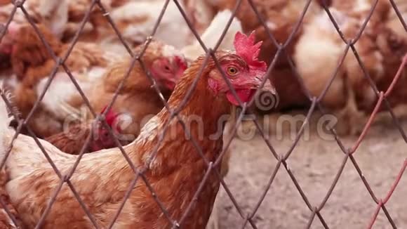 有着棕色羽毛和黄色眼睛的年轻母鸡通过农场上的金属丝网看着相机视频的预览图