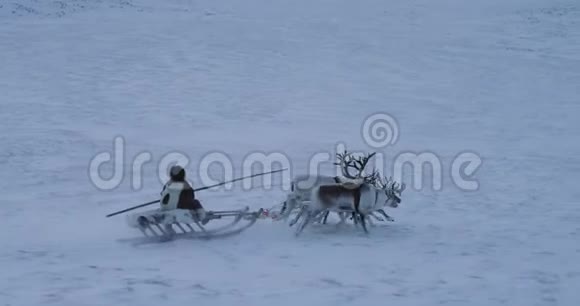 西伯利亚人驾驶着雪橇在冻土带中间有五个驯鹿视频的预览图