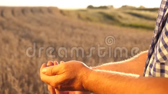 农民们用美丽的晚霞洒在田野上把麦粒从手掌到手掌特写镜头商人视频的预览图