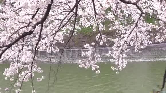 樱花樱花花瓣倒在水上视频的预览图
