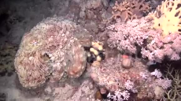鳗鱼攻击章鱼视频的预览图