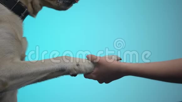 蓝色背景下女性手握狗爪帮助宠物志愿者项目视频的预览图