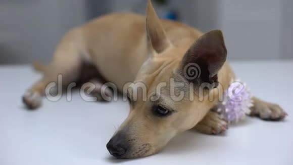 狗与宠物球玩具躺在桌子上等待未来的主人在动物收容所视频的预览图