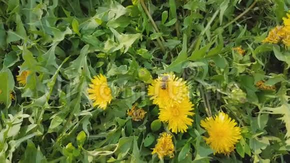 蜜蜂从花中收集花粉黄色的蒲公英特写视频的预览图