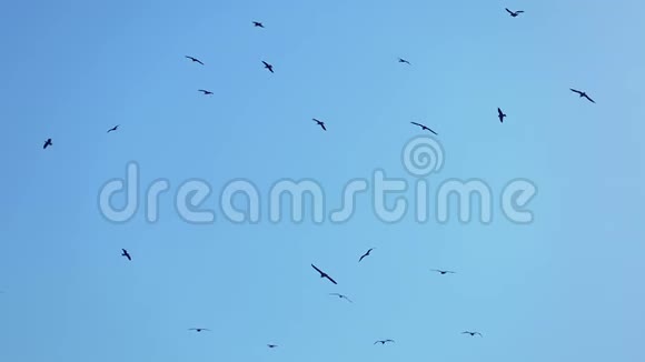水鸟在蓝天上飞翔视频的预览图