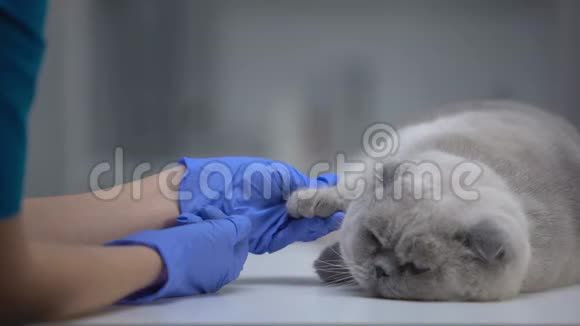 寻找猫爪肿胀预防足皮炎健康检查视频的预览图