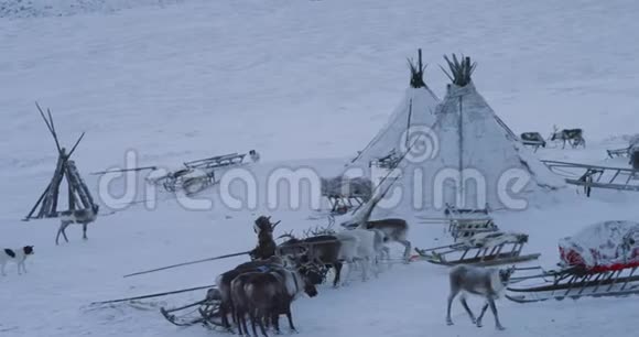 在蒙古包营的冻土带中间一个男人抱着一些驯鹿准备和驯鹿乘雪橇兜风视频的预览图