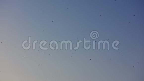 水鸟在蓝天上飞翔视频的预览图
