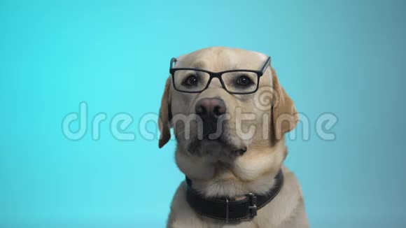 带着眼镜相机智能宠物广告的有趣的带脚狗视频的预览图