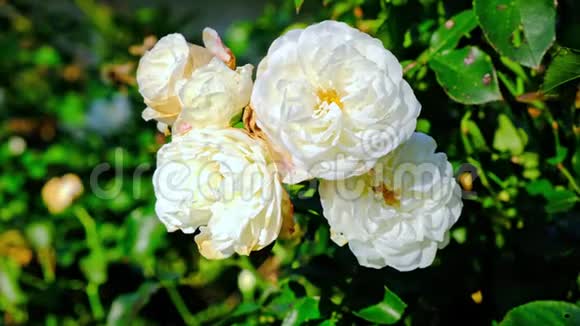 花园里的白玫瑰特写视频的预览图