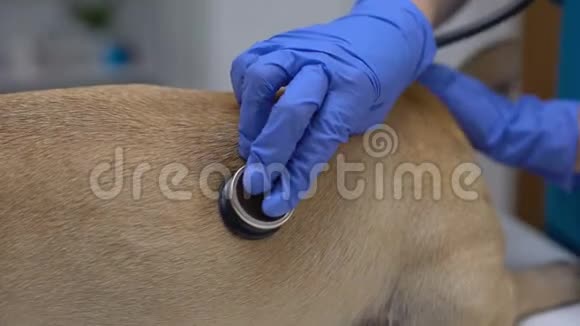 兽医在动物诊所用听诊器检查狗宠物保健视频的预览图