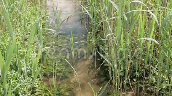 一条清澈见底的小溪在两岸生长的高草之间流淌视频的预览图
